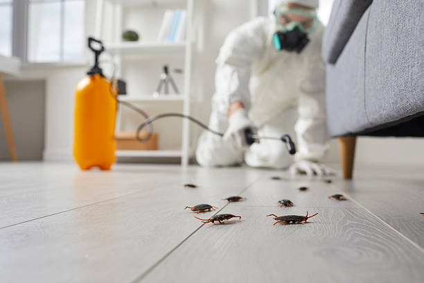 Affordable Cockroach Control solutions in Holly, MI